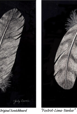 Two single feathers done as original scratchboards © Judy Lavoie 2024