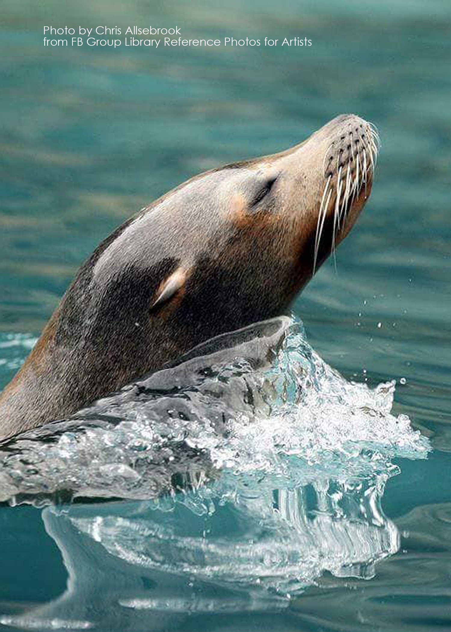 seal reference photo