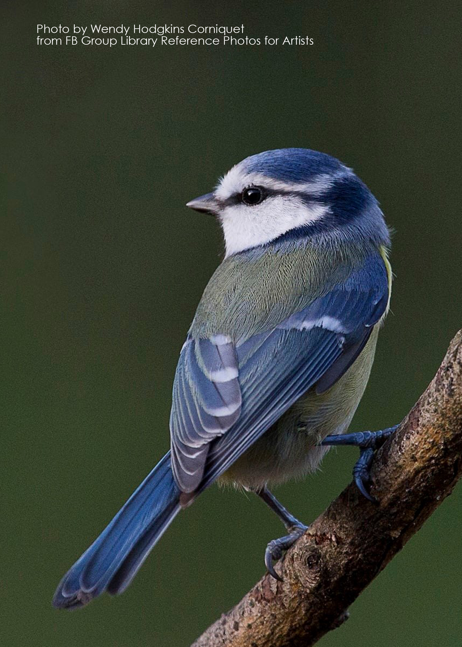 blue titmouse reference photo