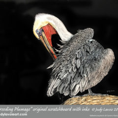 "Breeding Plumage" original scratchboard with inks © Judy Lavoie