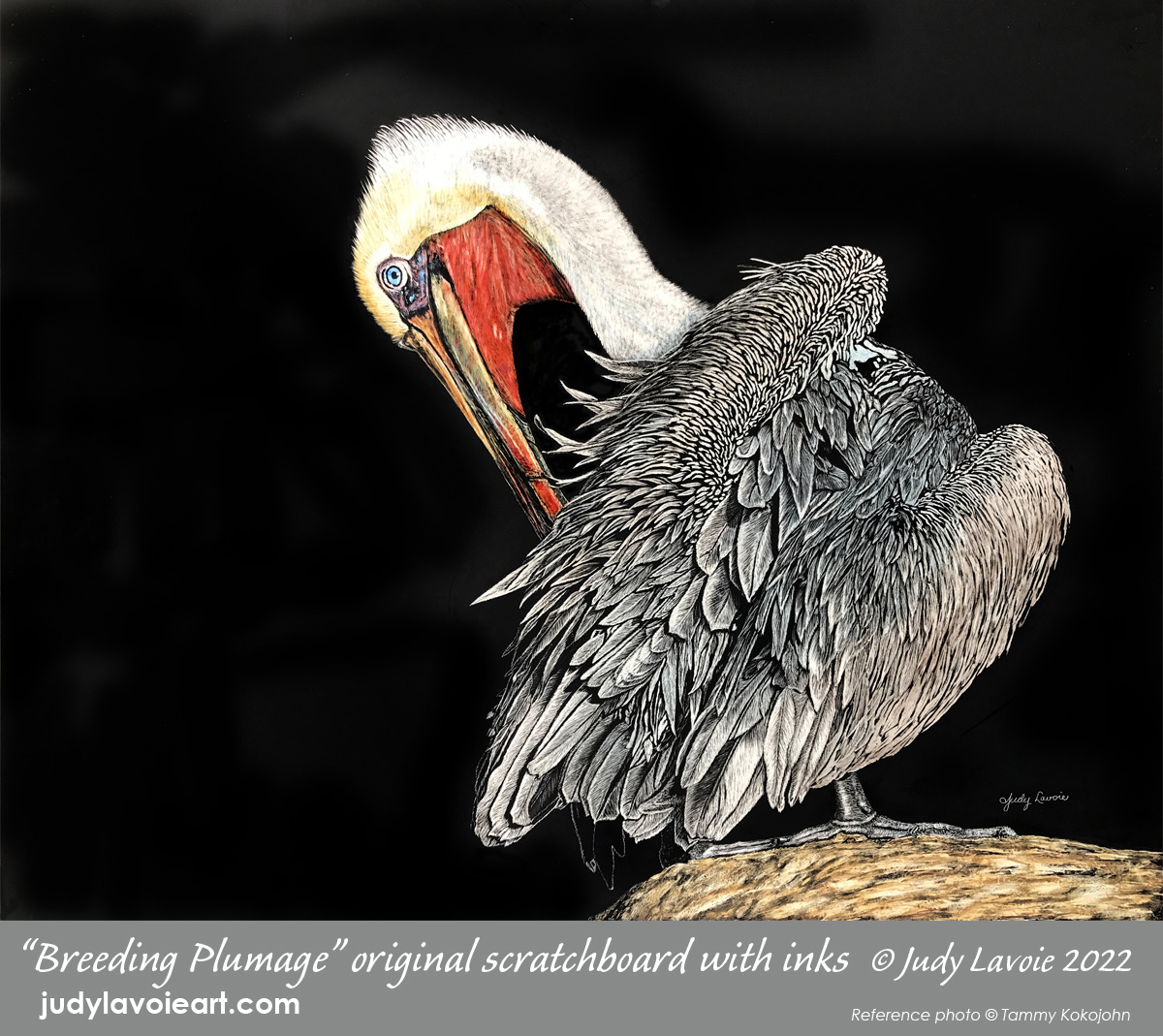 "Breeding Plumage" original scratchboard with inks © Judy Lavoie