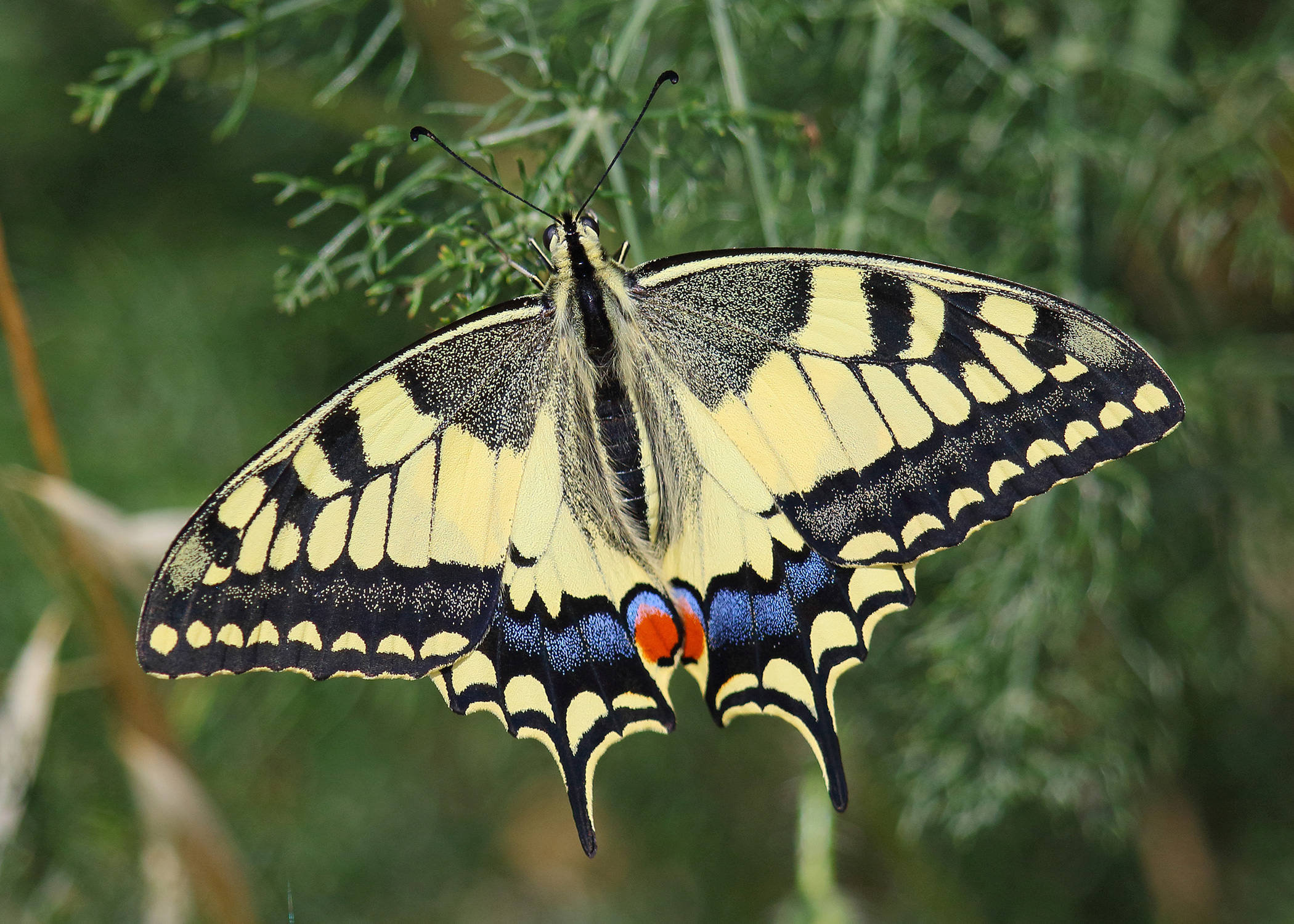 butterfly color reference