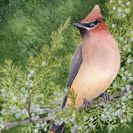 "Cedar Waxwing" original watercolor © Judy Lavoie 2025