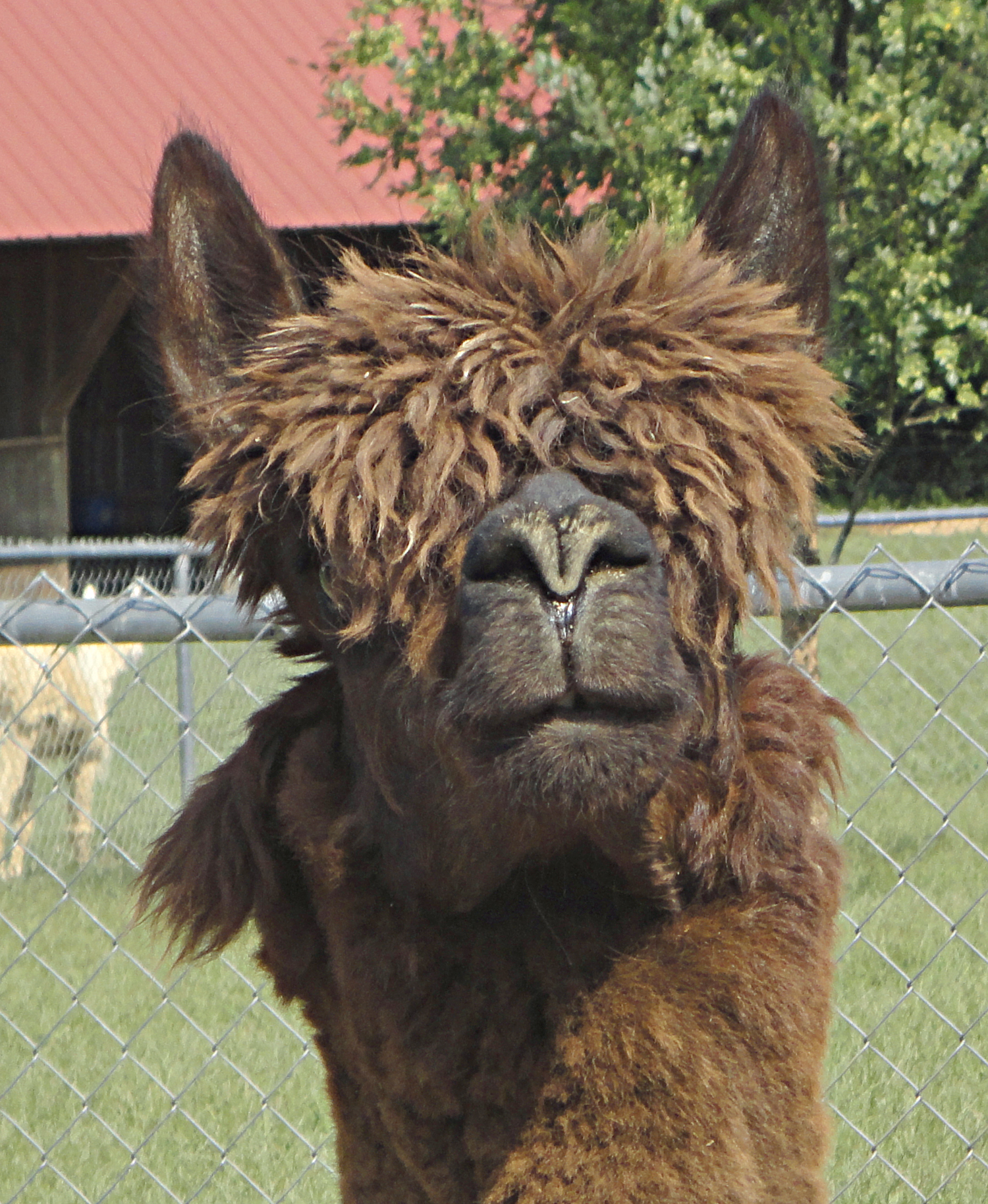 Reference photo of an alpaca named Charlie, taken by Judy