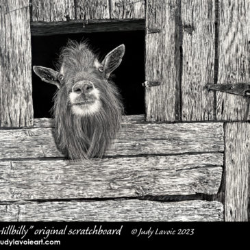 "Hillbilly" original scratchboard © Judy Lavoie 2023