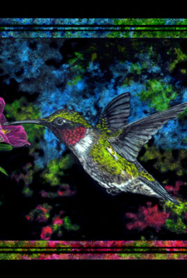 "Ruby Throated Hummer," scratchboard © Judy Lavoie 2020