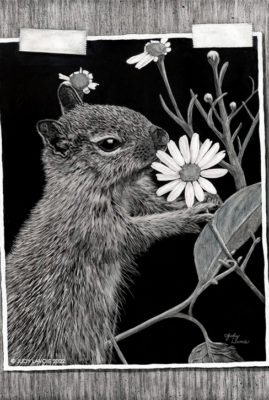 "Loves Me, Loves Me Not," scratchboard © Judy Lavoie 2022