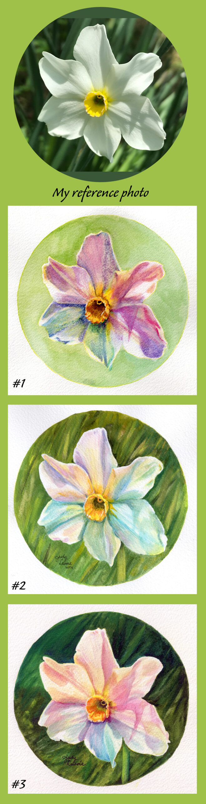 Collage of Narcissus watercolors © Judy Lavoie 2026