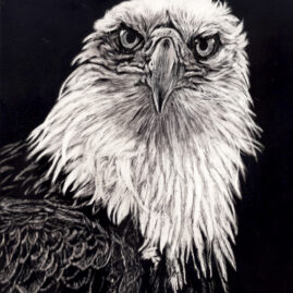 "Nature's Grandeur" original scratchboard © Judy Lavoie 2024