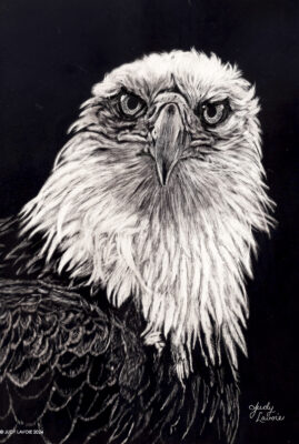 "Nature's Grandeur" original scratchboard © Judy Lavoie 2024