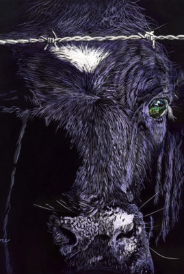 "Purple Cow, scratchboard © Judy Lavoie 2019