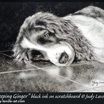 "Sleeping Ginger" ink on Claybord™ © Judy Lavoie