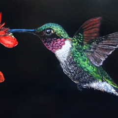 "Summer Hummer" original scratchboard with inks and watercolors © Judy Lavoie 2024