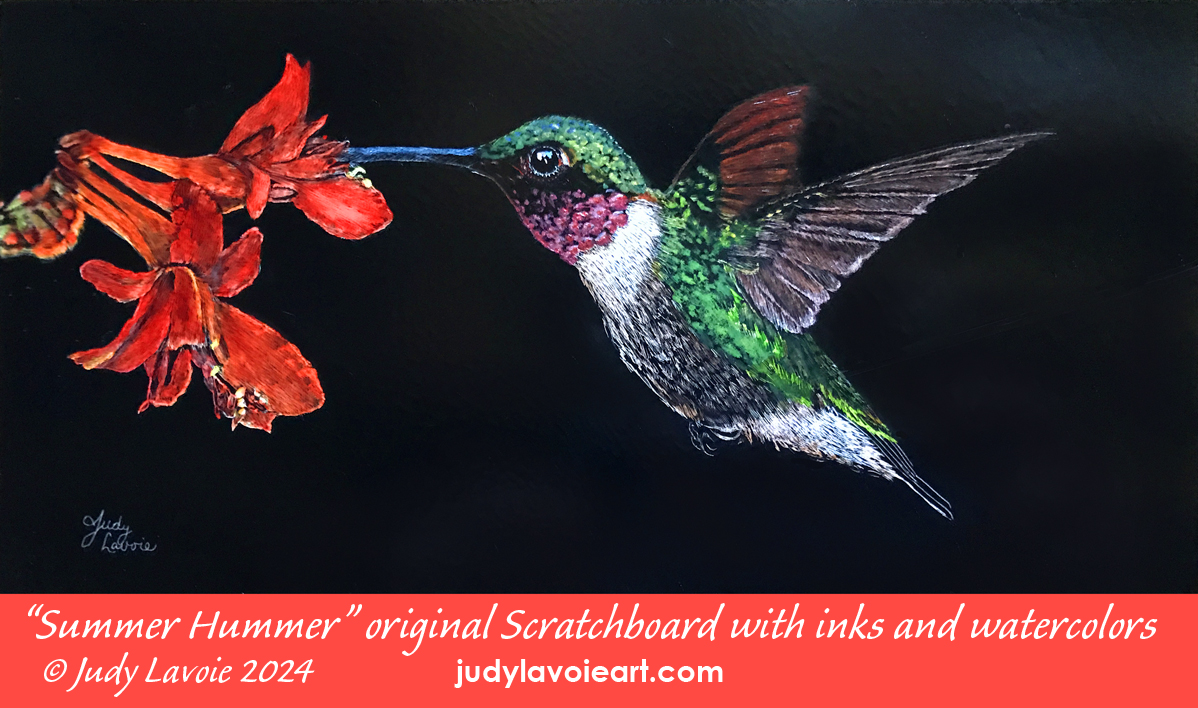 "Summer Hummer," original Scratchbord™ © Judy Lavoie 2024