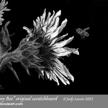 "Sunny Bee" original scratchboard © Judy Lavoie 2023