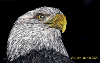 "The Eagle Has Landed," original Scratchbord © Judy Lavoie 2020