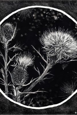 "Thistle" original Scratchbord™ © Judy Lavoie