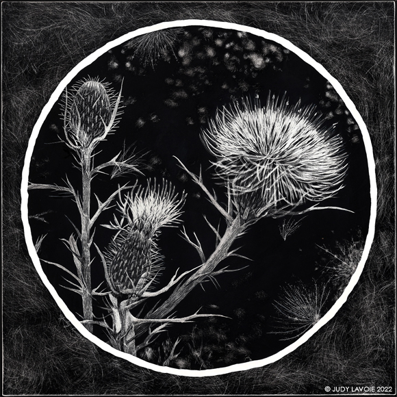 "Thistle" original Scratchboard with watercolors © Judy Lavoie 2023