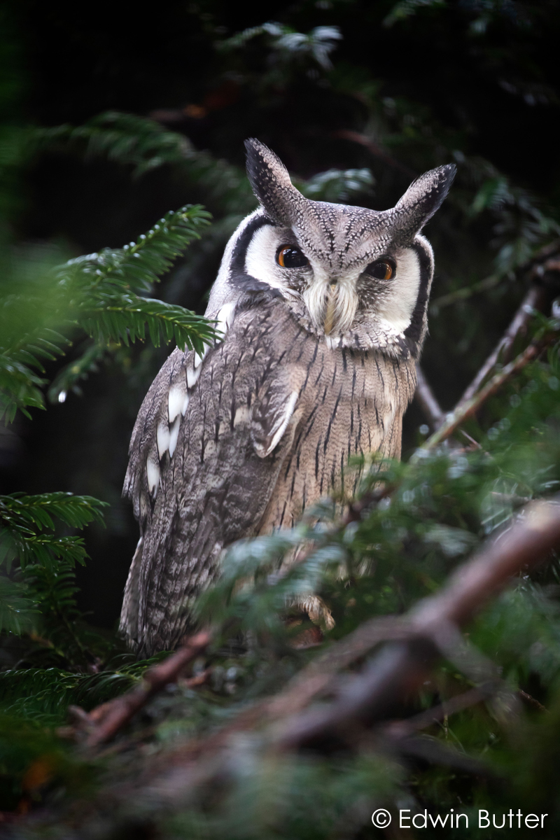 Northern Whitefaced Owl photograph © Edwin Butter