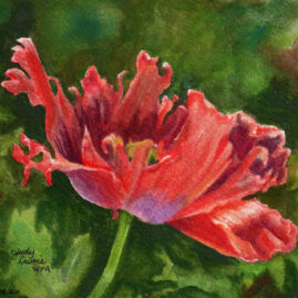 "Flanders Poppy" original watercolor whiskey painting © Judy Lavoie 2026