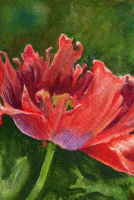 "Flanders Poppy" original watercolor whiskey painting © Judy Lavoie 2026