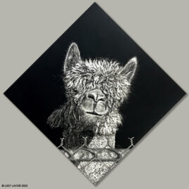 "Bad Hair Day" original scratchboard © Judy Lavoie 2025