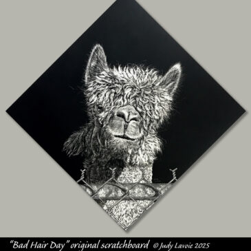 "Bad Hair Day" original scratchboard © Judy Lavoie 2025