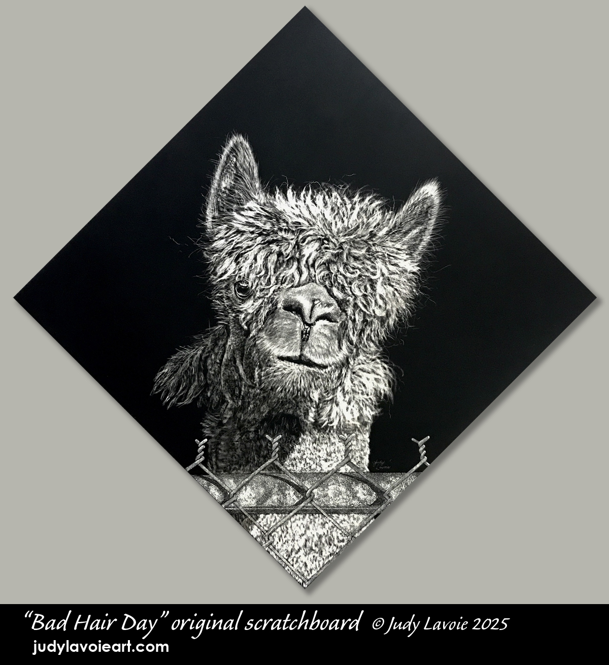 "Bad Hair Day" original scratchboard © Judy Lavoie 2025