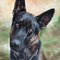 "Baron" commissioned pet portrait in acrylics © Judy Lavoie 2008