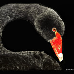 "Black Swan," original scratchboard with inks © Judy Lavoie 2022