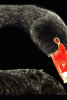 "Black Swan," original scratchboard with inks © Judy Lavoie 2022