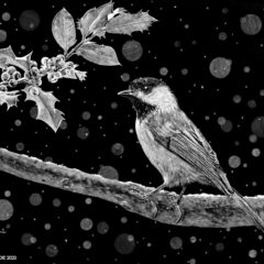 "Chickadee and Holly" original scratchboard © Judy Lavoie 2023