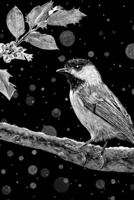 "Chickadee and Holly" original scratchboard © Judy Lavoie 2023