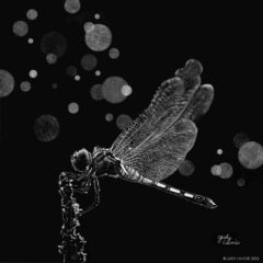 "Dragonfly" original scratchboard with metallic watercolor © Judy Lavoie 2023