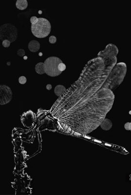 "Dragonfly" original scratchboard with metallic watercolor © Judy Lavoie 2023