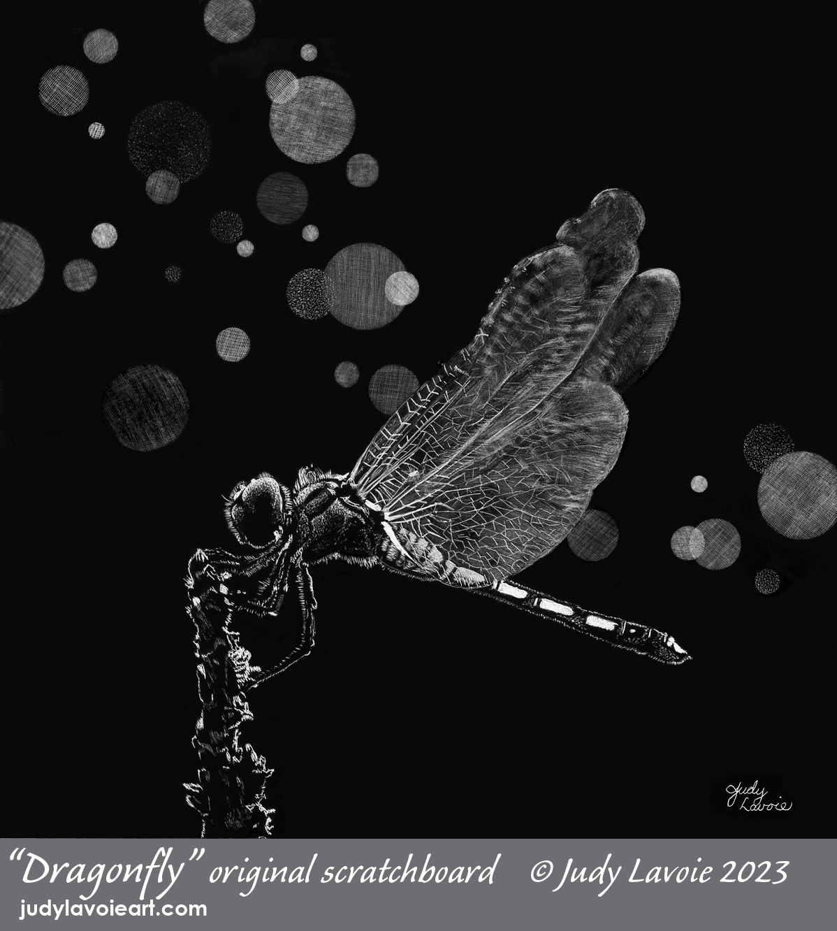 "Dragonfly" scratchboard © Judy Lavoie 2023