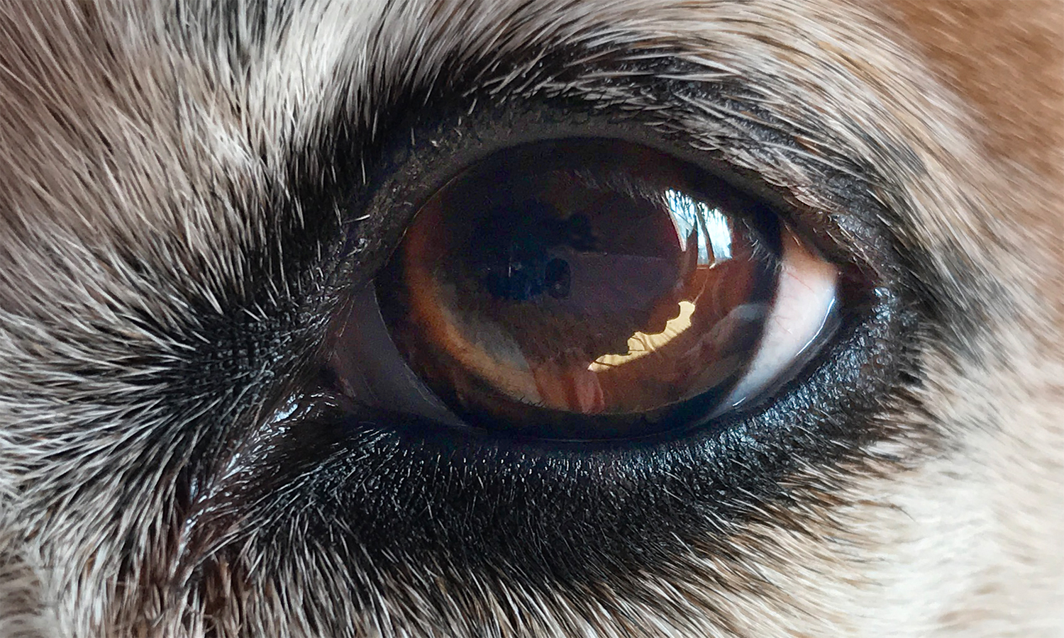 maggies eye