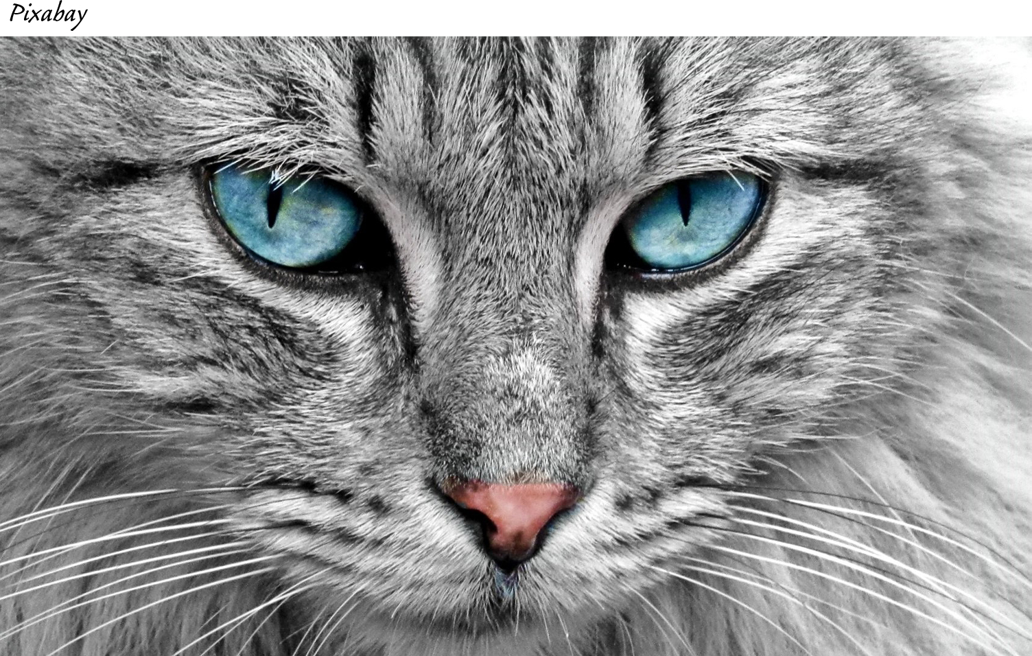 blue eyed cat