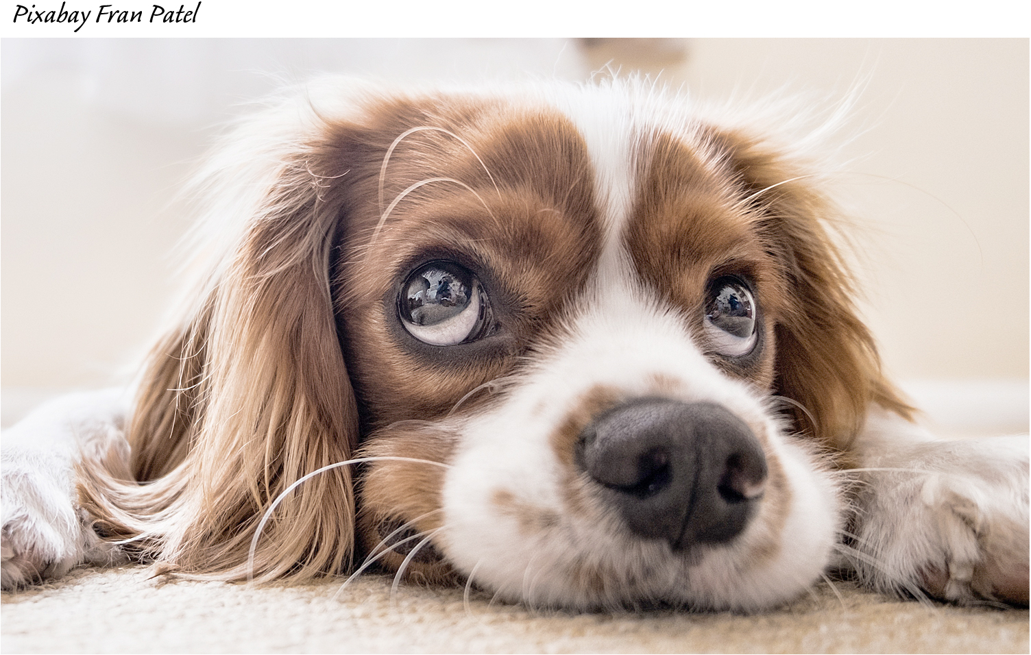 spaniel big eyes
