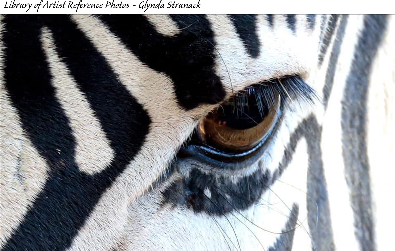 zebra eye