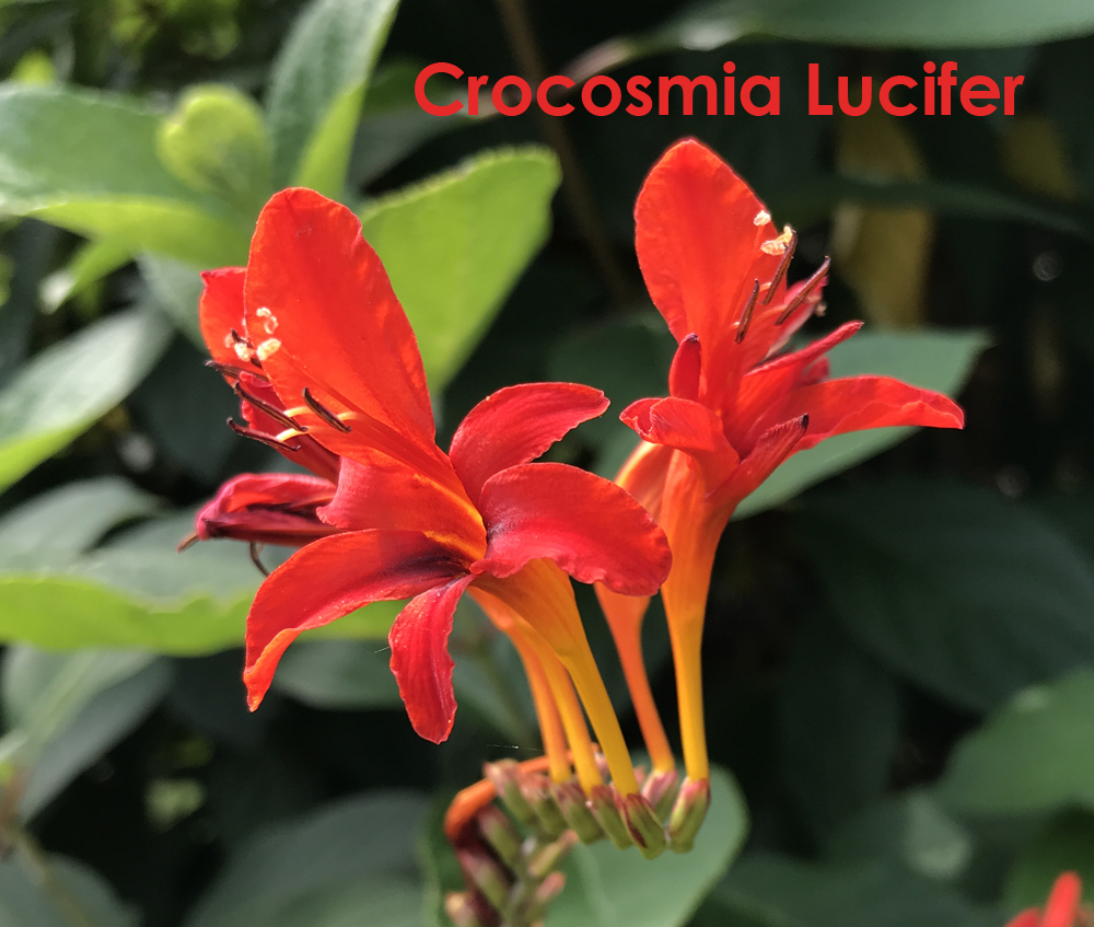 Crocosmia Lucifer blossom, photographed by Judy