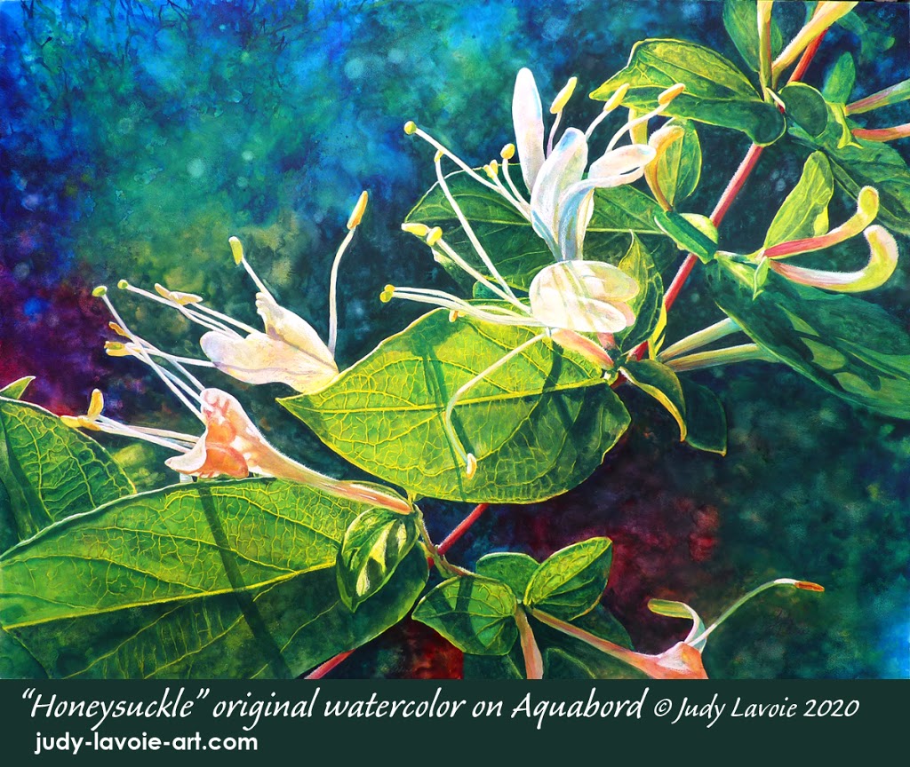 Honeysuckle, original watercolor on Aquabord © Judy Lavoie 2020