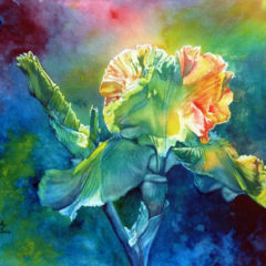 "Iris Glow," watercolor © Judy Lavoie 2020