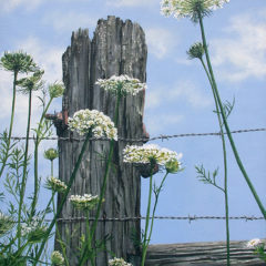 "Queen Anne's Lace" acrylic painting © Judy Lavoie 2007