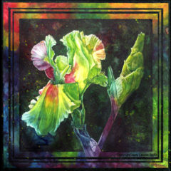 "Rainbow Iris," watercolor © Judy Lavoie