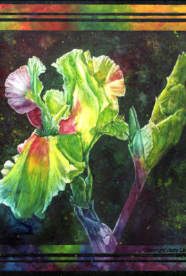 "Rainbow Iris," watercolor © Judy Lavoie