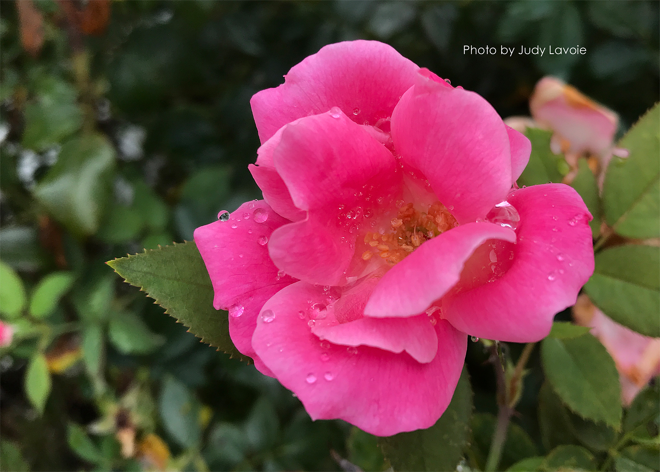 rose reference photo by Judy Lavoie