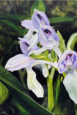 "Showy Orchis," acrylic painting © Judy Lavoie 2019