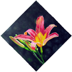 "Sunlit Daylily" acrylic on watercolor paper © Judy Lavoie 2007
