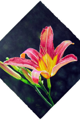 "Sunlit Daylily" acrylic on watercolor paper © Judy Lavoie 2007